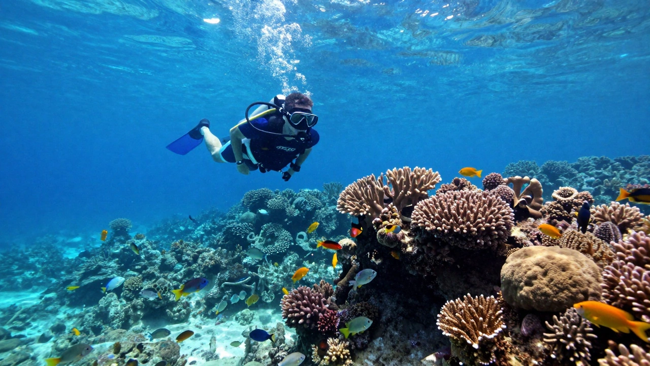 Snorkeler swimming near coral reef and tropical fish in clear blue water.